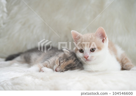 蘇格蘭折疊的小貓 蘇格蘭折疊的小貓 104546600