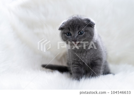 Kitten of Scottish fold Kitten of Scottish fold 104546633