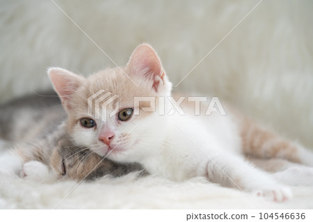 Kitten of Scottish fold 104546636