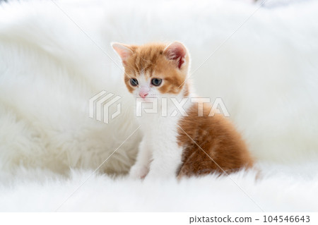 Kitten of Scottish fold Kitten of Scottish fold 104546643