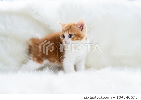 Kitten of Scottish fold Kitten of Scottish fold 104546675