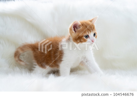 Kitten of Scottish fold Kitten of Scottish fold 104546676