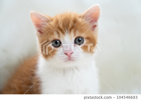 Kitten of Scottish fold 104546683