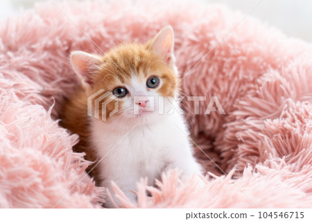 Kitten of Scottish fold 104546715