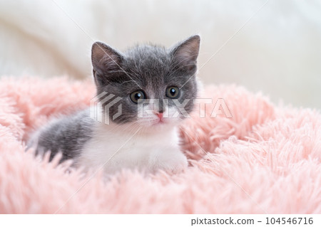 Kitten of Scottish fold Kitten of Scottish fold 104546716