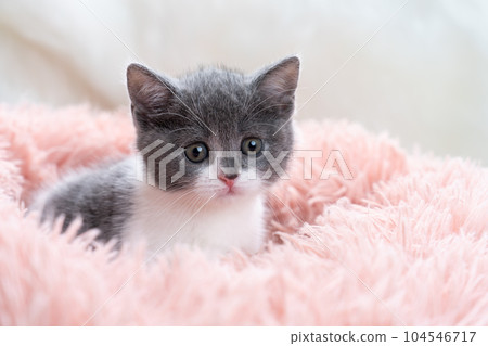 Kitten of Scottish fold Kitten of Scottish fold 104546717