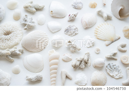 Monochrome seashells aesthetic background. Sea shells summery poster. Monochrome seashells aesthetic background. Sea shells summery poster. 104546730