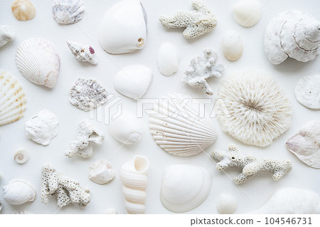 Monochrome seashells aesthetic background. Sea shells summery poster. 104546731