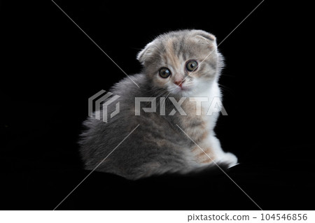 蘇格蘭折疊的小貓 蘇格蘭折疊的小貓 104546856