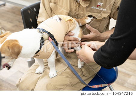 傑克·羅素接受後腿按摩 104547216