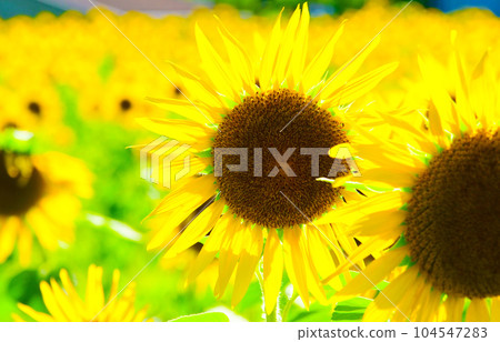 Bright yellow sunflower flower Bright yellow sunflower flower 104547283