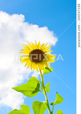 Sunflowers shining in the summer sun Sunflowers shining in the summer sun 104547288