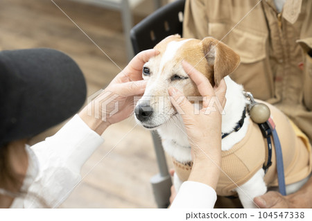 傑克·拉塞爾在眼睛周圍進行按摩 傑克·拉塞爾在眼睛周圍進行按摩 104547338