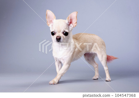 Chihuahua dog close-up on a gray background Chihuahua dog close-up on a gray background 104547368