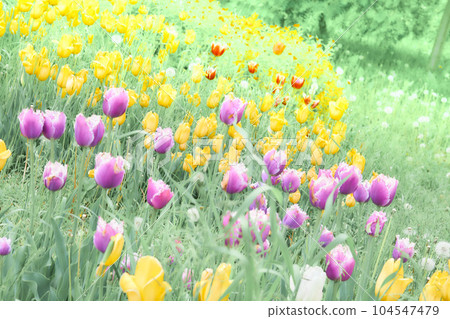 Blurred warm floral picture of pink and yellow spring tulips Blurred warm floral picture of pink and yellow spring tulips 104547479