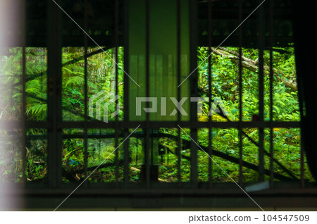 The fresh greenery of summer coloring the windows of an abandoned school in Japan 104547509
