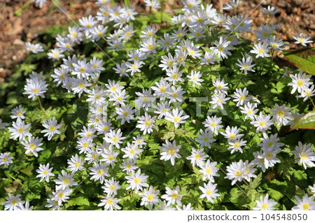 Refreshing Yukiwari Ichige Flower Refreshing Yukiwari Ichige Flower 104548050
