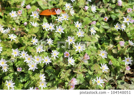 Refreshing Yukiwari Ichige Flower Refreshing Yukiwari Ichige Flower 104548051