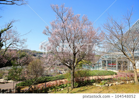 Edohigan cherry tree in full bloom Edohigan cherry tree in full bloom 104548052