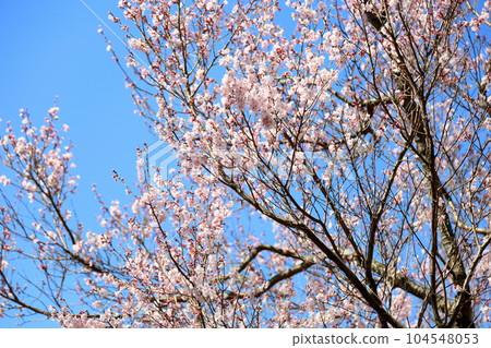 Edohigan cherry tree in full bloom Edohigan cherry tree in full bloom 104548053