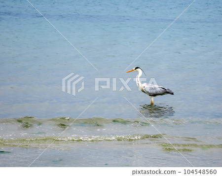 Landscape with heron Landscape with heron 104548560