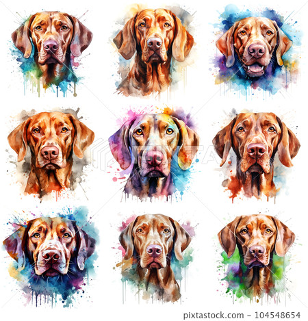 Set of dogs breed Vizsla painted in watercolor on a white background in a realistic manner. Ideal for teaching materials, books and designs, postcards, posters. Set of dogs breed Vizsla painted in watercolor on a white background in a realistic manner. Ideal for teaching materials, books and designs, postcards, posters. 104548654