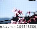 cherry blossom rim light 104548680