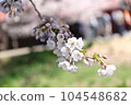 soft white cherry blossom 104548682