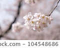 Pink Sakura 104548686
