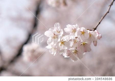 Pink Sakura 104548686
