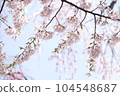 Cherry blossom overhead 104548687