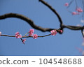 Pink Cherry blossom 104548688