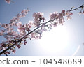Cherry blosson under sunshine 104548689