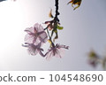 Cherry blosson under sunshine 104548690