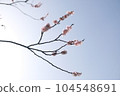 Cherry blosson under sunshine 104548691