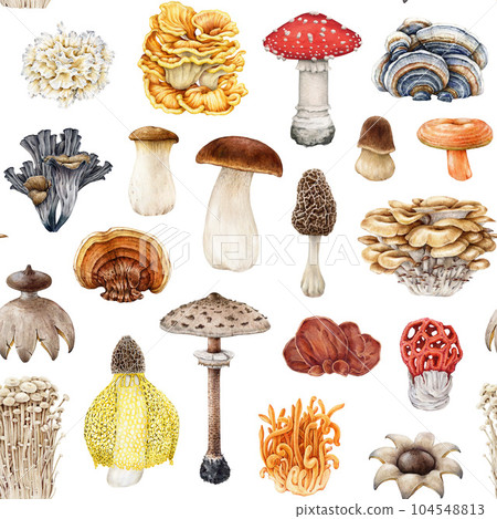 Vintage style mushroom seamless pattern. Watercolor illustration. Hand drawn various mushroom collection. Different fungi on white background. Porcini, fly agaric, cordyceps, reishi white background Vintage style mushroom seamless pattern. Watercolor illustration. Hand drawn various mushroom collection. Different fungi on white background. Porcini, fly agaric, cordyceps, reishi white background 104548813