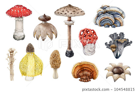Beautiful mushrooms set. Watercolor illustration. Hand painted various exotic fungi. Beautiful hand drawn vintage style mushroom element collection. Isolated on white background 104548815