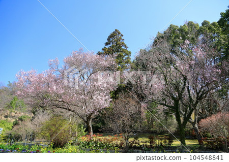 盛開的江戶彼岸櫻花 104548841
