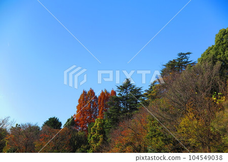 Colored forest scenery 1 Colored forest scenery 1 104549038
