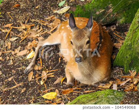 Aki's Miyajima wild deer Aki's Miyajima wild deer 104549068