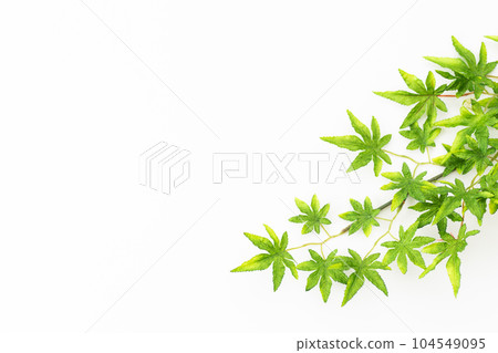 藍色秋葉的白色背景素材（夏季圖像） 104549095