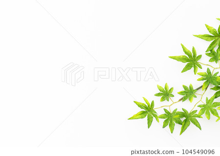 藍色秋葉的白色背景素材（夏季圖像） 104549096