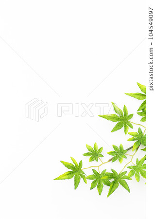 藍色秋葉的白色背景素材(夏季圖像) 藍色秋葉的白色背景素材(夏季圖像) 104549097