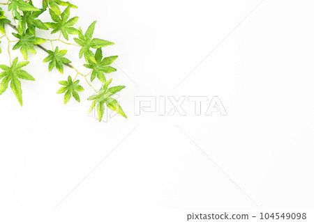 White background material of blue autumn leaves (summer image) White background material of blue autumn leaves (summer image) 104549098