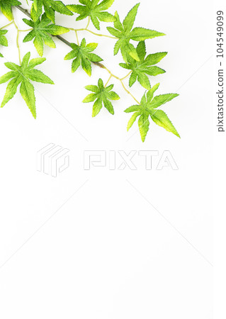 White background material of blue autumn leaves (summer image) White background material of blue autumn leaves (summer image) 104549099