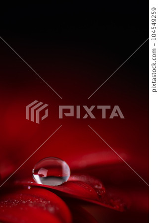 Red gerbera flower petals with water drops close up. Macro photography of gerbera flower petals with dew. Red gerbera flower petals with water drops close up. Macro photography of gerbera flower petals with dew. 104549259