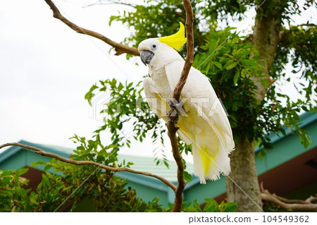 Sulphur-crested cockatoo caught in a tree 104549362
