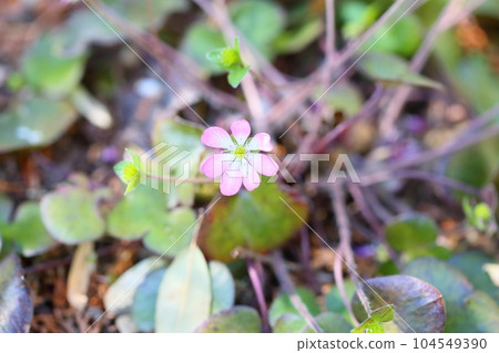 Cute hymenoptera flowers Cute hymenoptera flowers 104549390
