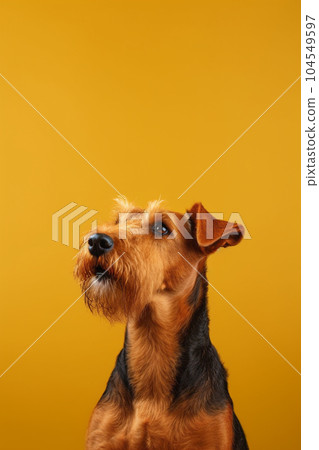Cute dog of the lakeland terrier breed is posing Cute dog of the lakeland terrier breed is posing 104549597