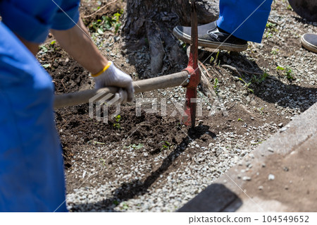 felling garden trees felling garden trees 104549652